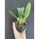 Dendrobium Agregatum - AD