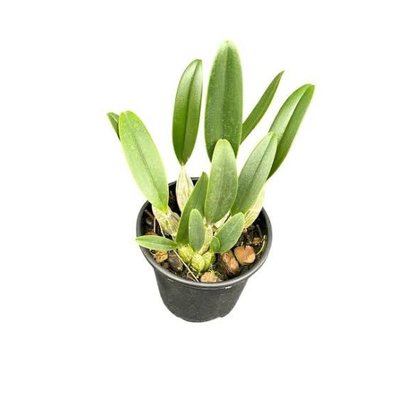 Dendrobium Agregatum - AD