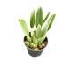 Dendrobium Agregatum - AD