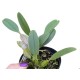 Dendrobium Agregatum - AD