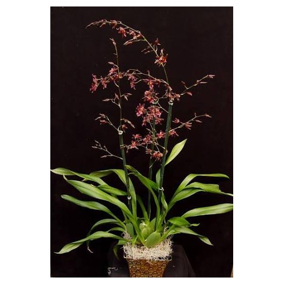 Oncidium Pacific Skies 'Red Claw' - AD