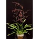 Oncidium Pacific Skies 'Red Claw' - AD