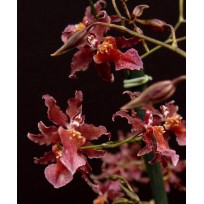 Oncidium Pacific Skies 'Red Claw' - AD