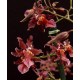 Oncidium Pacific Skies 'Red Claw' - AD