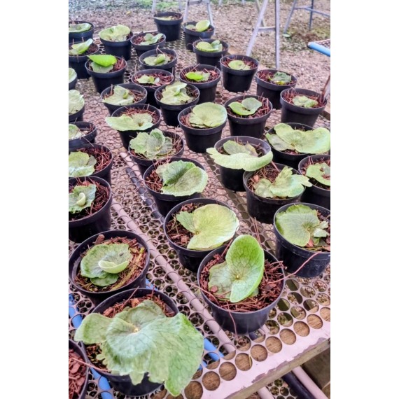 Platycerium Superbum (muda)
