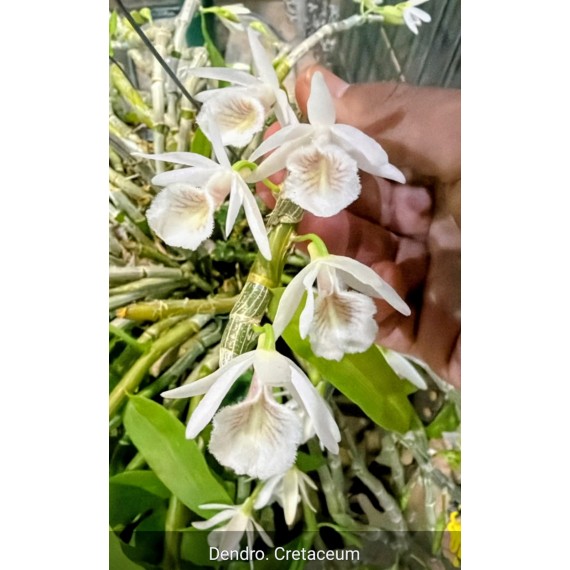 Dendrobium Cretaceum - AD