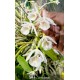 Dendrobium Cretaceum - AD
