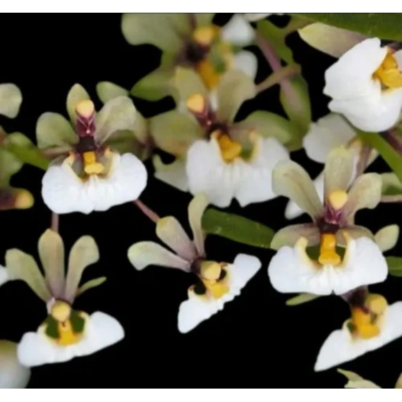 Ornitophora Radicans - Micro-orquidea