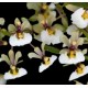 Ornitophora Radicans - Micro-orquidea