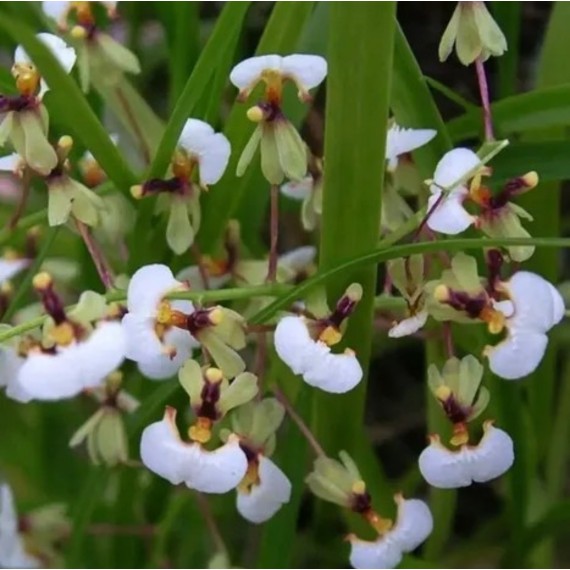 Ornitophora Radicans - Micro-orquidea