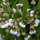 Ornitophora Radicans - Micro-orquidea