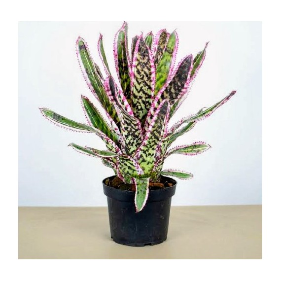 Aechmea Orlandiana Ensign