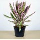 Aechmea Orlandiana Ensign