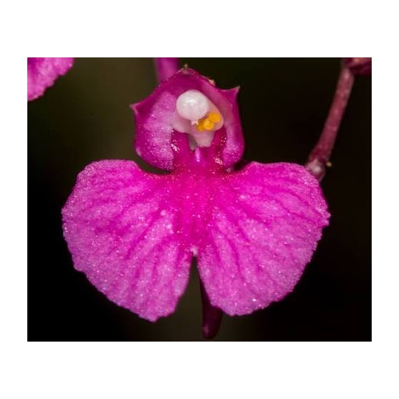 Comparetia Falcata - AD