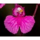Comparetia Falcata - AD