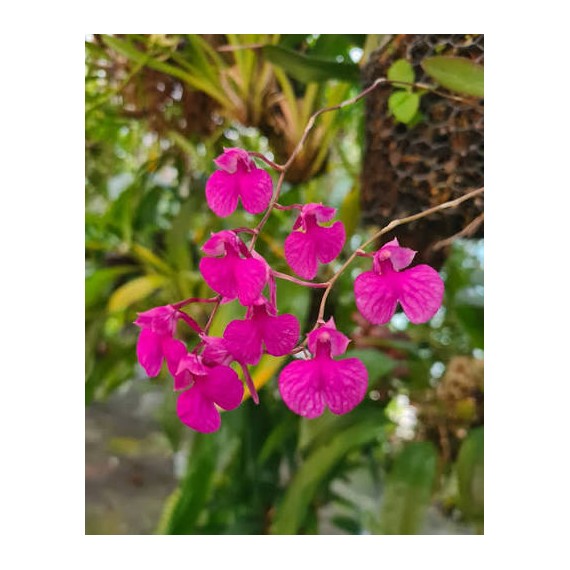 Comparetia Falcata - AD