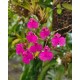 Comparetia Falcata - AD