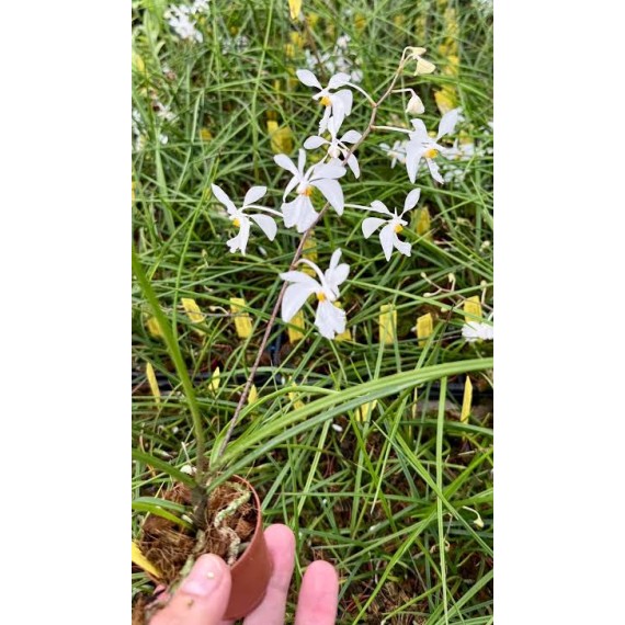 Holcoglossum Watsonii
