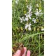 Holcoglossum Watsonii