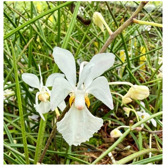 Holcoglossum Watsonii
