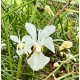 Holcoglossum Watsonii