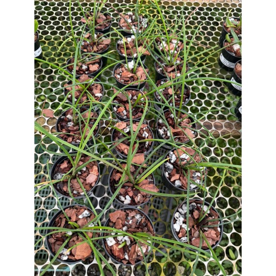 Holcoglossum Watsonii