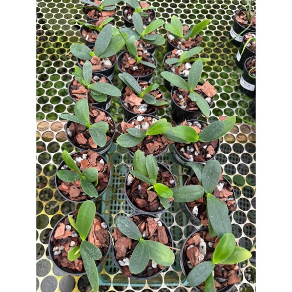 Phalaenopsis Japônica (Sedirea) - NBS