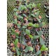 Phalaenopsis Japônica (Sedirea) - NBS