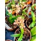Sarcochilus Kulnura Open x Ultimate - Muda
