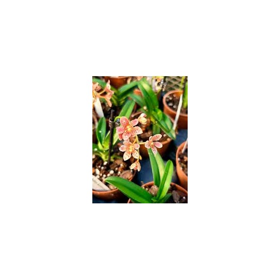 Sarcochilus Kulnura Open x Ultimate - Muda