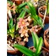 Sarcochilus Kulnura Open x Ultimate - Muda