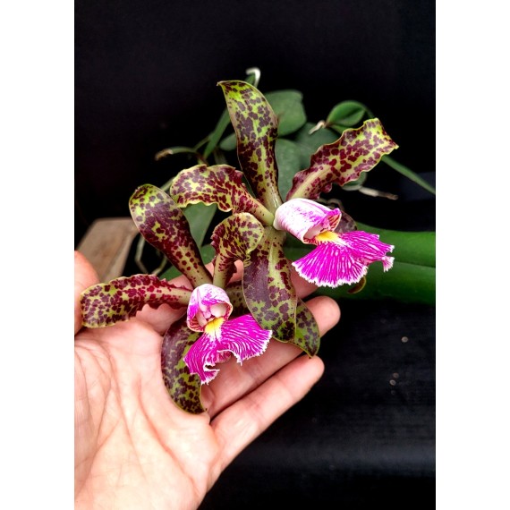 Cattleya Schilleriana Esmeralda (COLEÇÃO) EM...