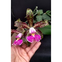 Cattleya Schilleriana Esmeralda (COLEÇÃO) EM FLORAÇÃO