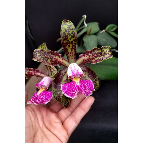 Cattleya Schilleriana Esmeralda (COLEÇÃO) EM...