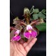 Cattleya Schilleriana Esmeralda (COLEÇÃO) EM FLORAÇÃO