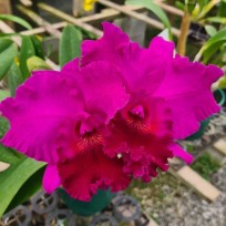 Blc. João Paulo Fontes- AD (8 bulbos) Espatando