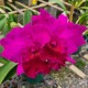Blc. João Paulo Fontes- AD (8 bulbos) Espatando
