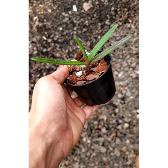 Renanthera Monachica - t3