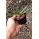 Renanthera Monachica - t3