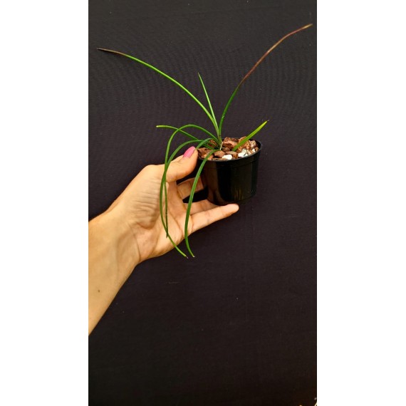 Holcoglossum Watsonii