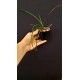 Holcoglossum Watsonii