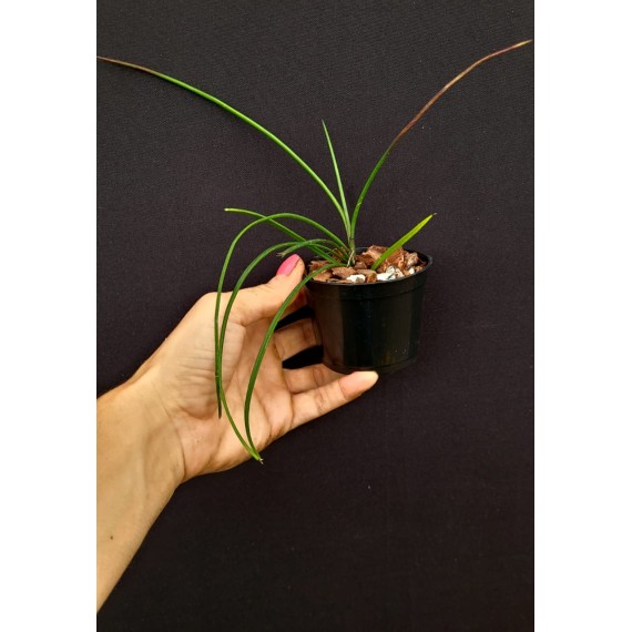 Holcoglossum Watsonii