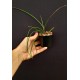 Holcoglossum Watsonii