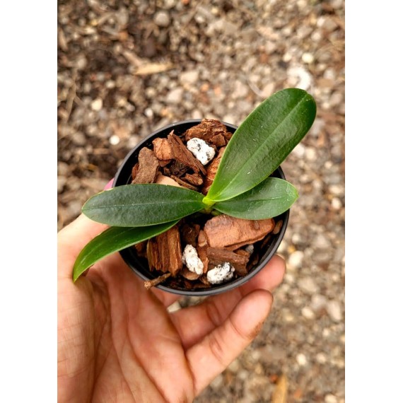 Phalaenopsis Japônica (Sedirea) - NBS