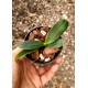 Phalaenopsis Japônica (Sedirea) - NBS