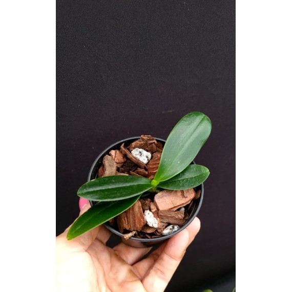Phalaenopsis Japônica (Sedirea) - NBS