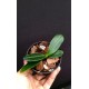 Phalaenopsis Japônica (Sedirea) - NBS