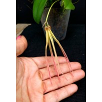 Bulbophyllum Thiurum x Plumatum (AD)