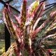 Aechmea Orlandiana Ensign