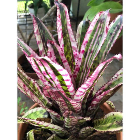 Aechmea Orlandiana Ensign